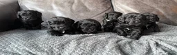 Cockapoo dogs for sale: 🐶 Adorable F1B Cockapoo Puppies 🐶 in Swadlincote - Advert 1