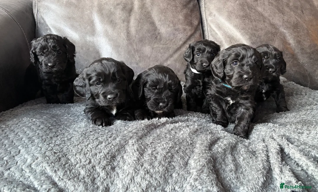 Cockapoo dogs for sale: 🐶 Adorable F1B Cockapoo Puppies 🐶 in Swadlincote - Advert 1