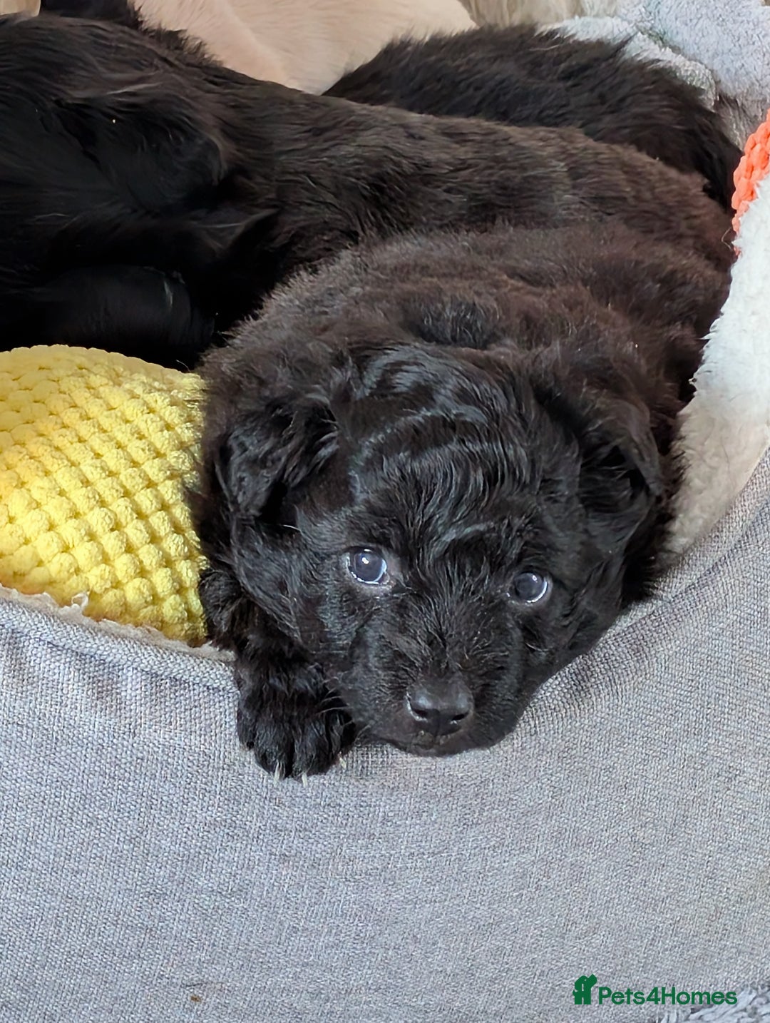 Pomapoo dogs for sale: Pomanauzepoo - Advert 14