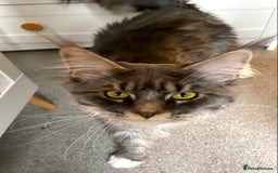 Maine Coon cats for sale: 1 year old male Maine coon - Image 9