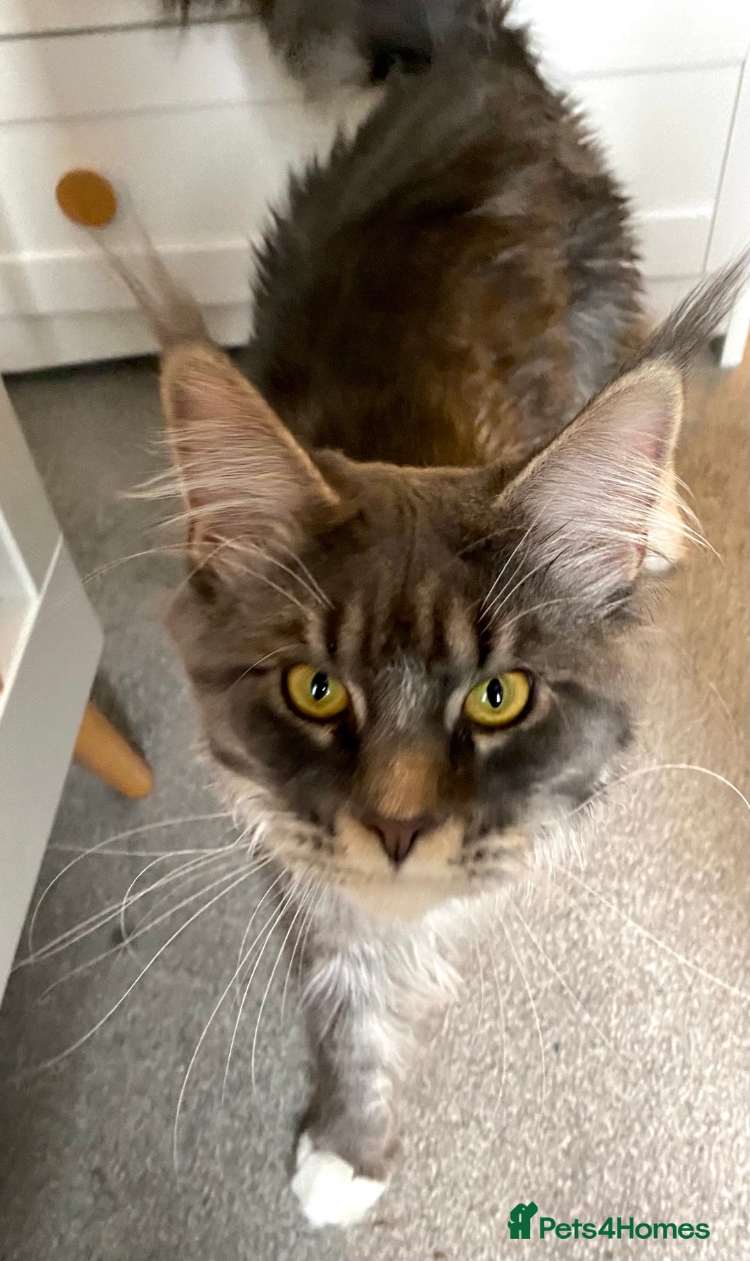 Maine Coon cats for sale: 1 year old male Maine coon - Image 9