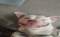 American Bully dogs for stud: STUD PABLO 💯 - Image 1