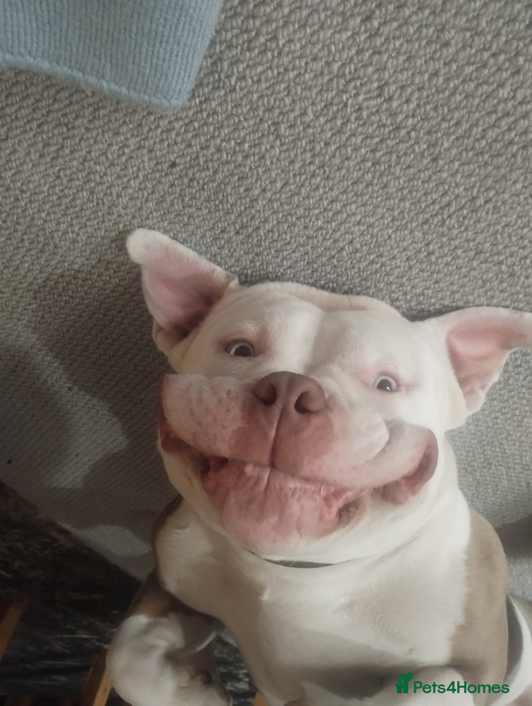 American Bully dogs for stud: STUD PABLO 💯 - Image 1