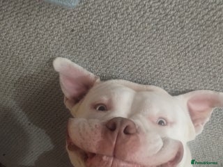 American Bully dogs - Advert 13