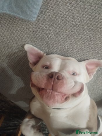 American Bully dogs - Advert 1