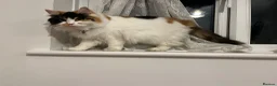 Persian cats for sale: Beautiful Calico Persian, female  in Northolt - Advert 7