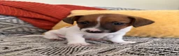Jack Russell dogs for sale: Miniature Jack Russell  - Advert 3