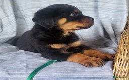 Rottweiler dogs for sale: Chunky Rottweiler Puppies  - Image 38