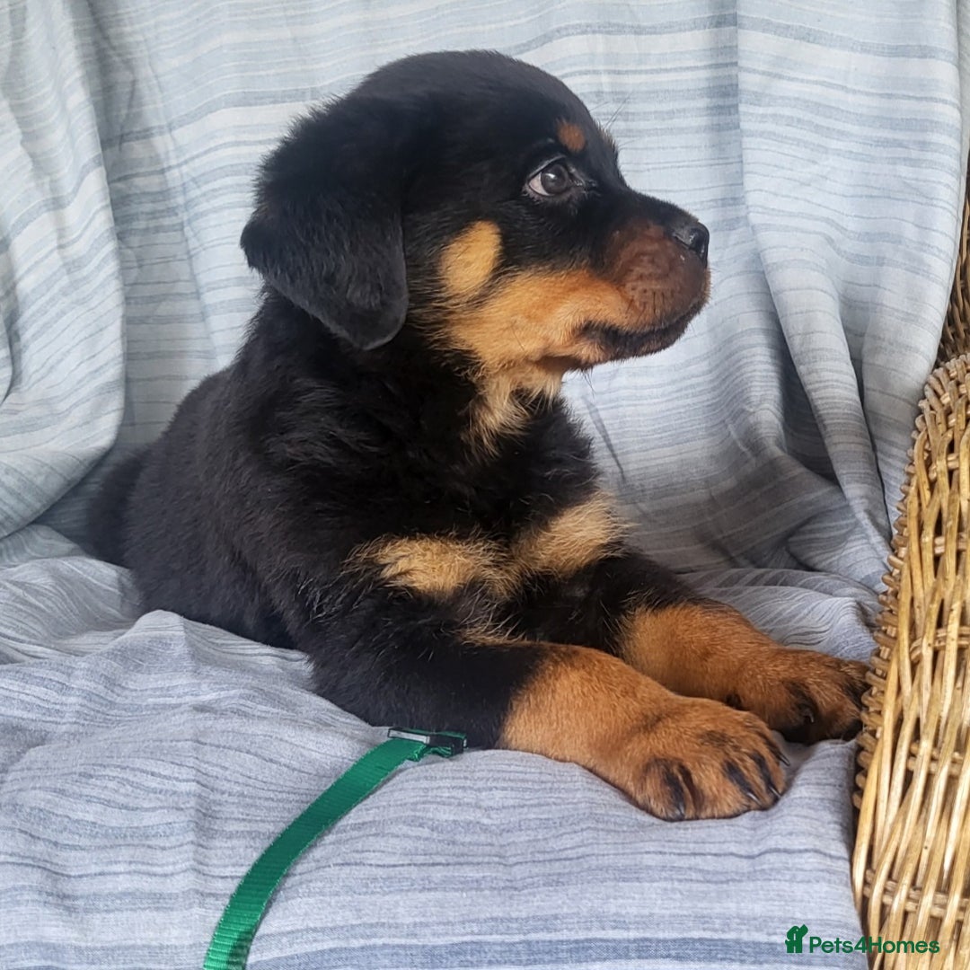 Rottweiler dogs for sale: Chunky Rottweiler Puppies  - Image 38