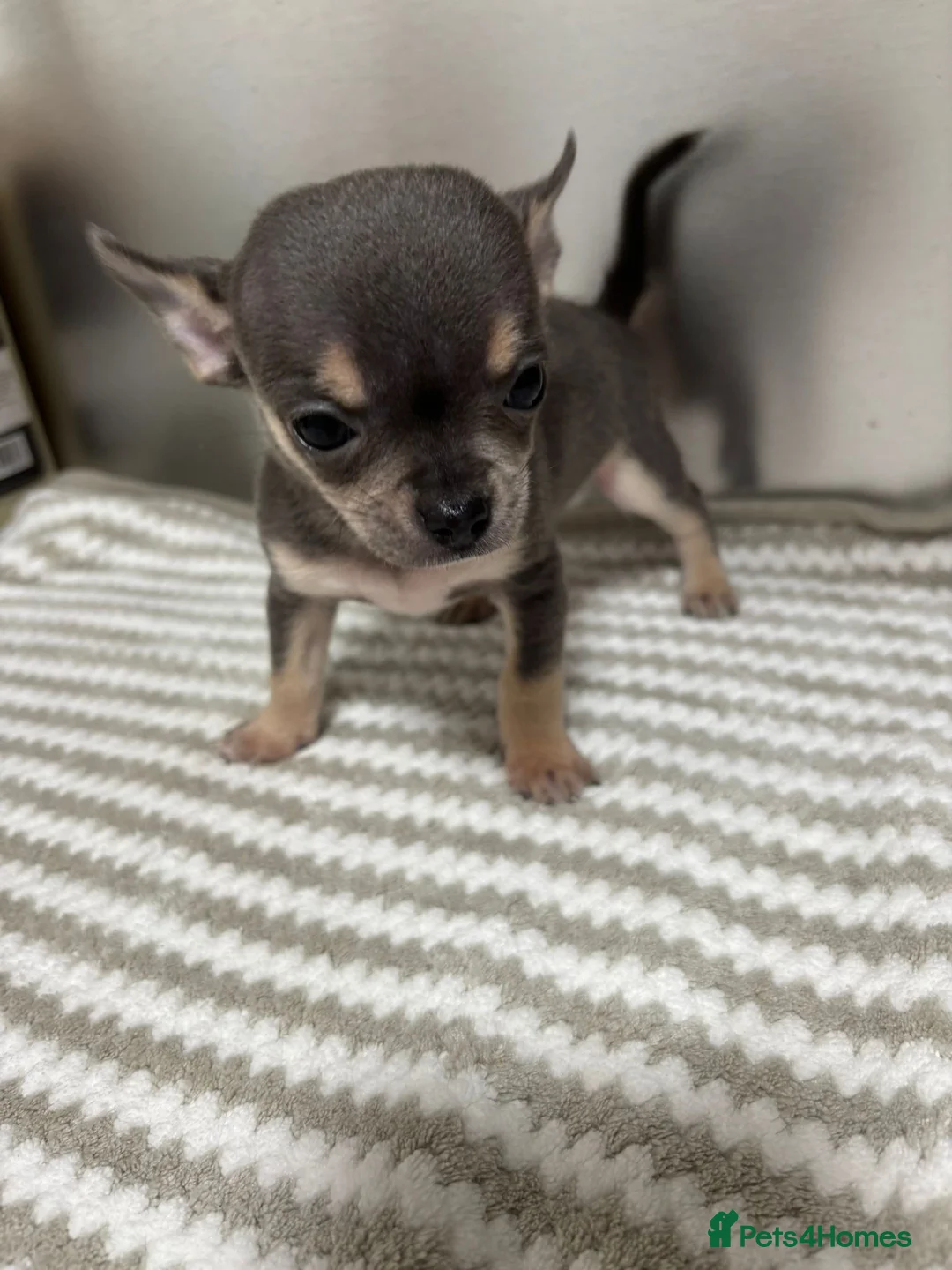 Chihuahua dogs for sale: Beautiful Chihuahua Puppies - Ready to Meet  - Advert 2