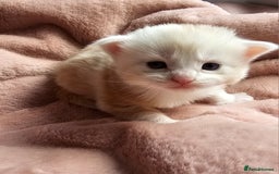 Maine Coon cats for sale: Half Maine Coon kittens - Image 9