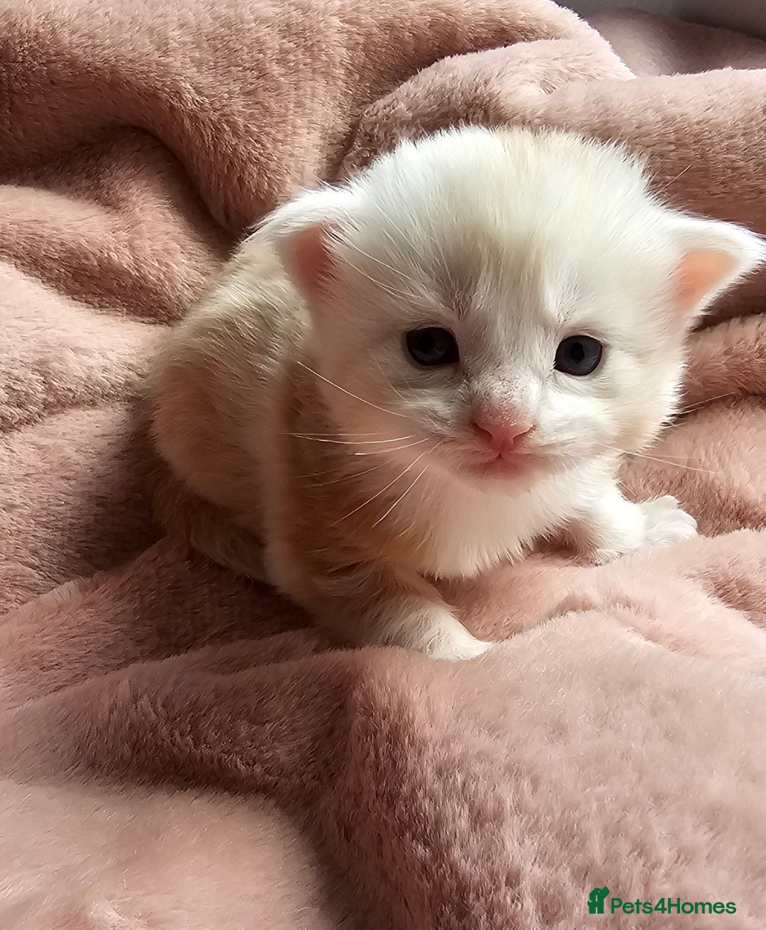 Maine Coon cats for sale: Half Maine Coon kittens - Image 9