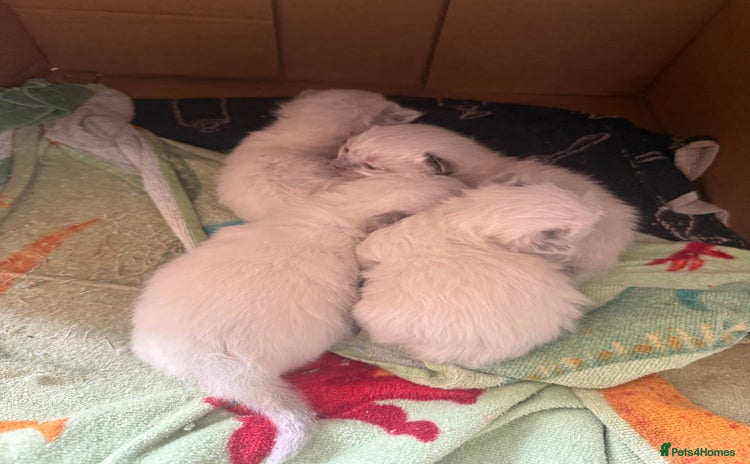 Ragdoll cats - Advert 1