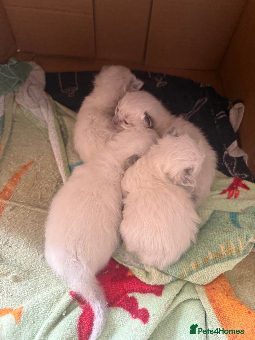 Ragdoll cats for sale: Ragdolls🐈 - Image 1
