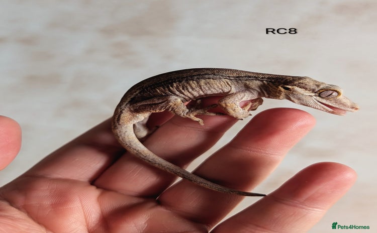 Gecko reptiles - Advert 2