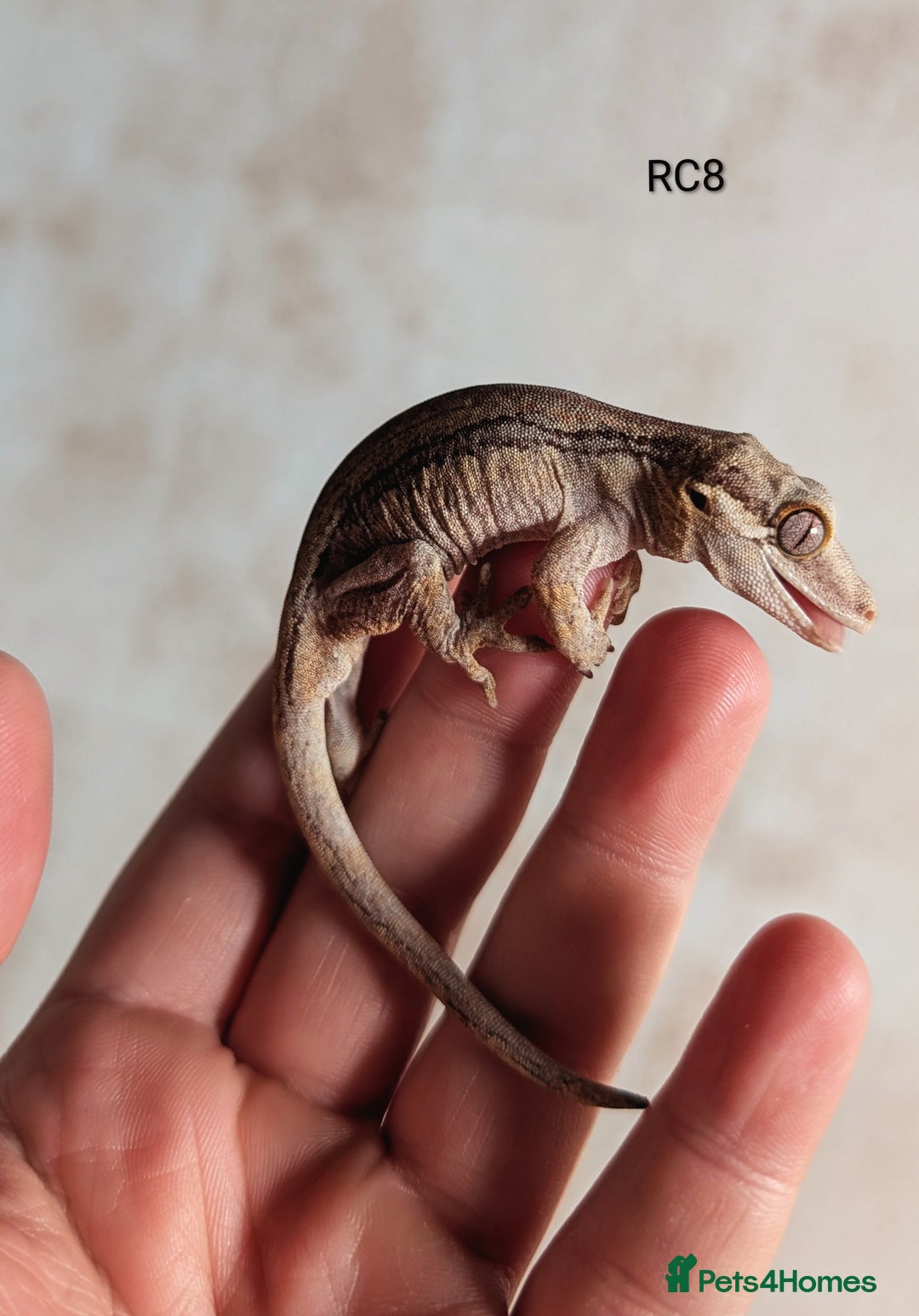 Gecko reptiles for sale: Red Base Red Stripe Gargoyle Gecko  - Image 1