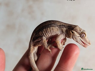 Gecko reptiles - Advert 2