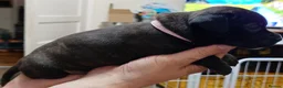 Staffordshire Bull Terrier dogs for sale: Exceptional Staffordshire bull Terrier Puppies - Advert 12
