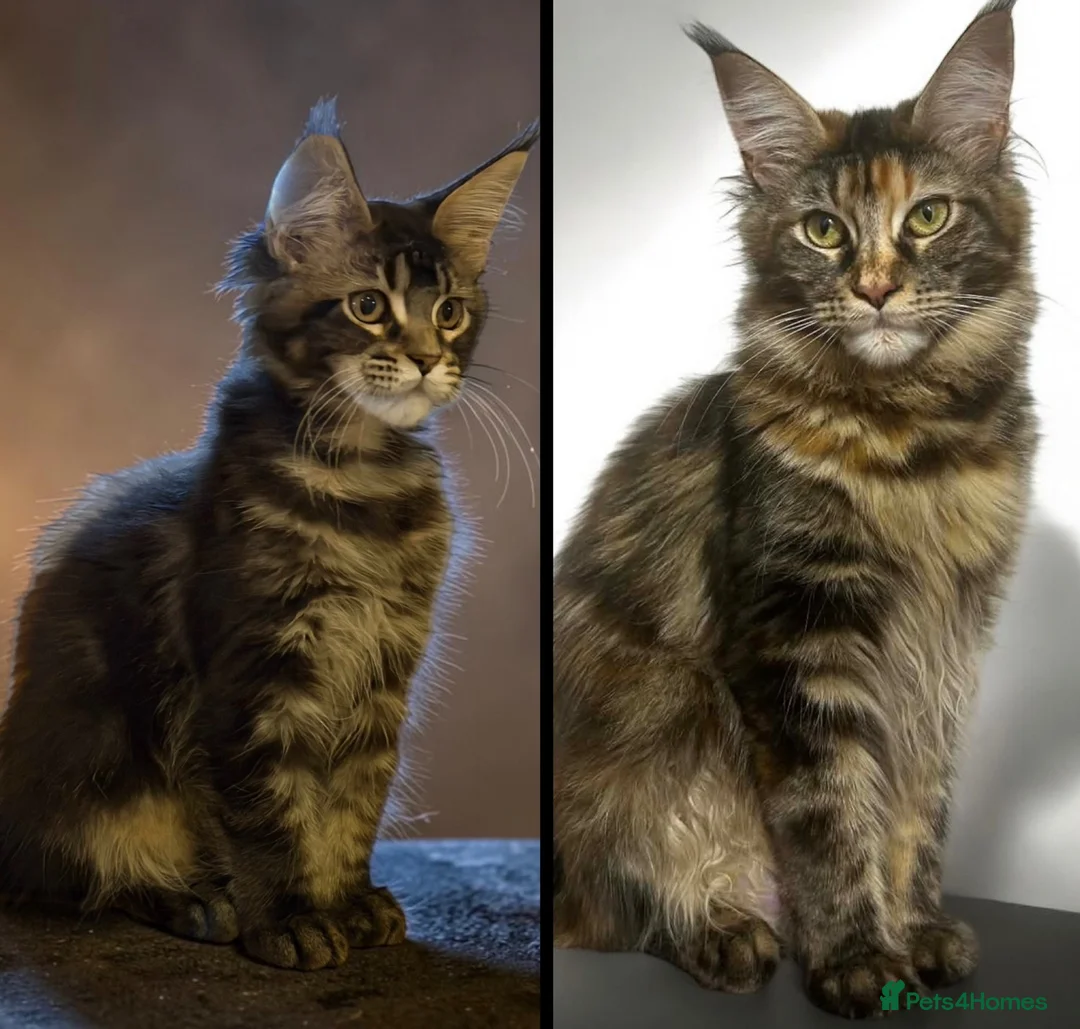Maine Coon cats for sale: TICCA Registered MaineCoon Kittens (PetOnly) - Advert 1