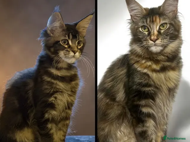 Maine Coon cats for sale: TICCA Registered MaineCoon Kittens (PetOnly) - Advert 1