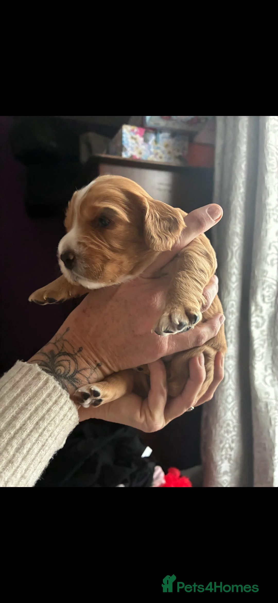 Cockapoo dogs for sale: F1B Red and fox red cockapoo litter - Advert 11