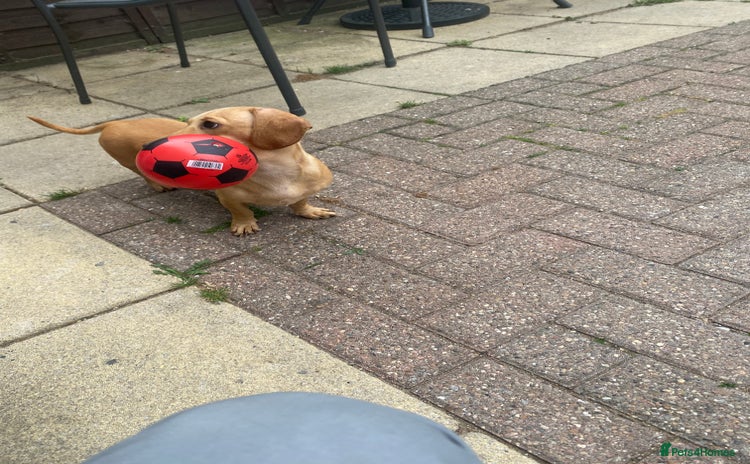 Miniature Dachshund dogs - Advert 2