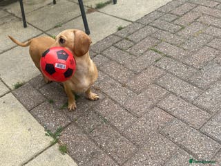 Miniature Dachshund dogs Cream/intensity kc reg smooth hair Mini dachshund - Advert 13