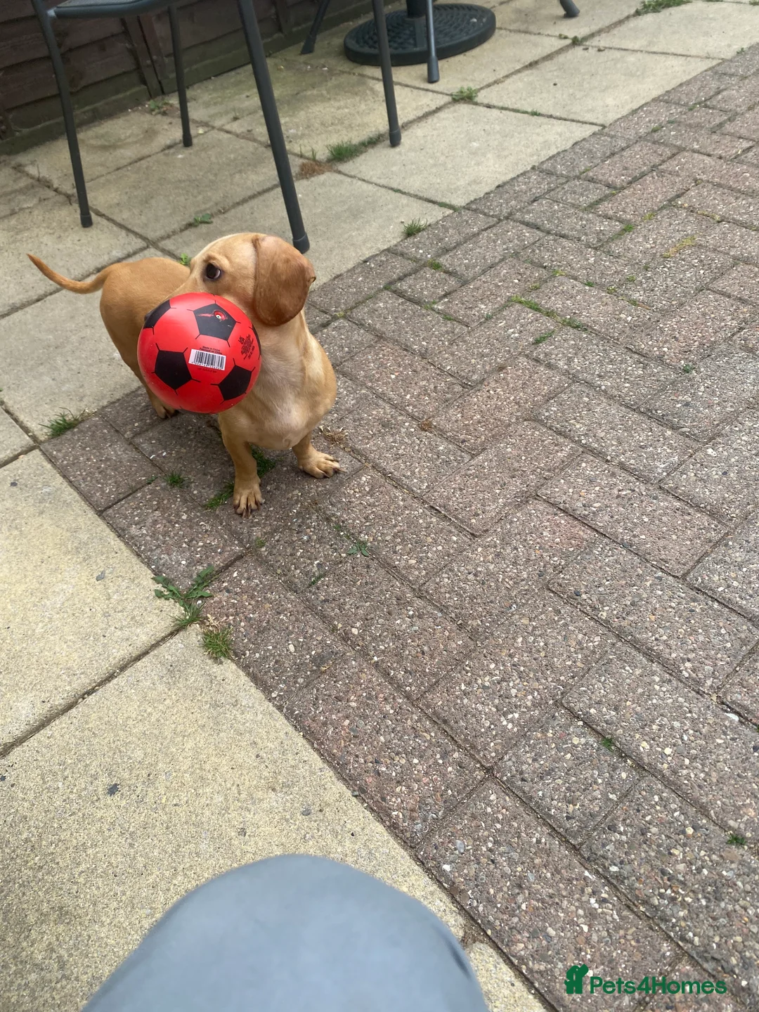 Miniature Dachshund dogs for stud: Cream/intensity kc reg smooth hair Mini dachshund  - Advert 1