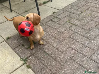 Miniature Dachshund dogs Cream/intensity kc reg smooth hair Mini dachshund - Advert 12