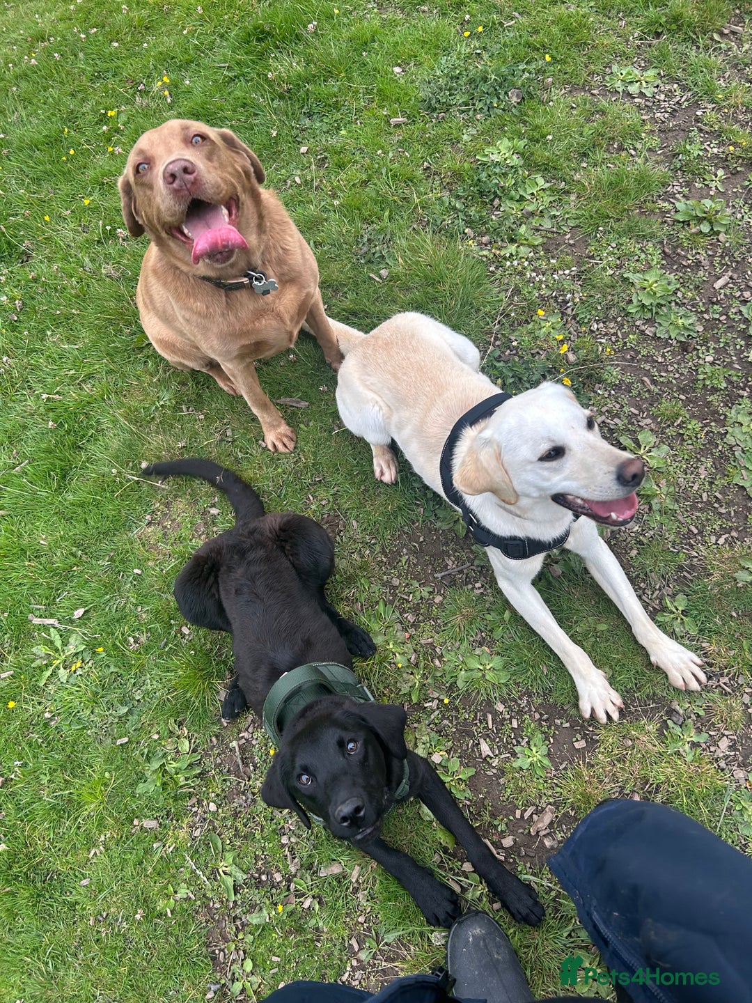 Labrador Retriever dogs for sale: 2 18month old Labrador pups for sale - Image 6