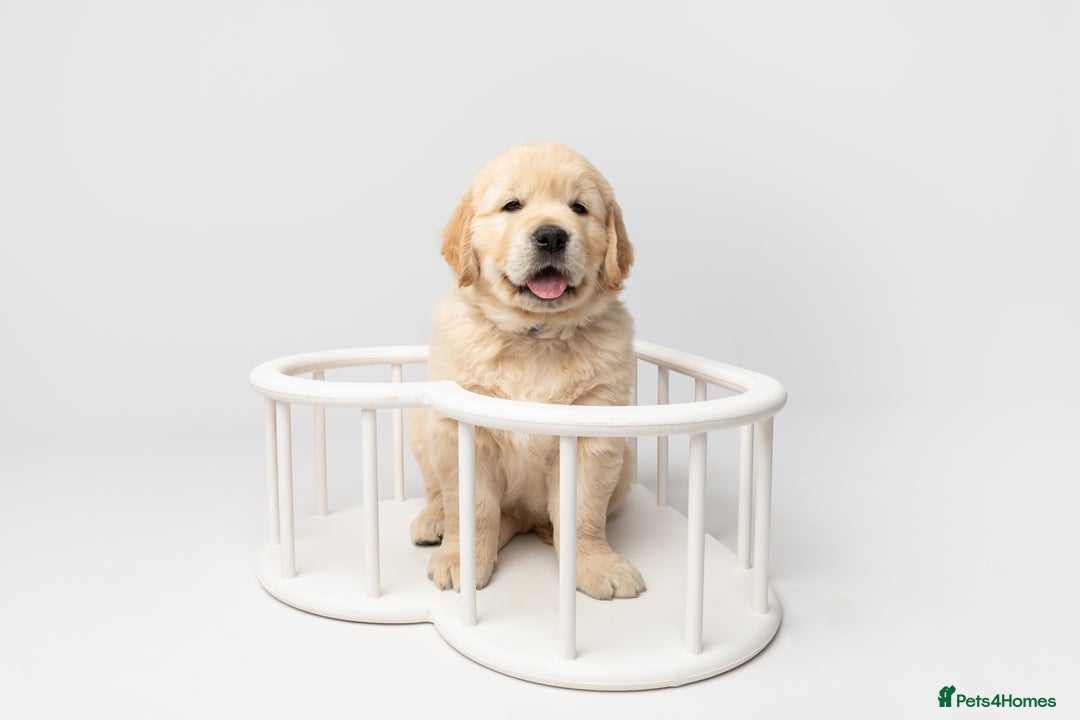 Golden Retriever dogs for sale: European bloodline GR puppies  - Advert 33