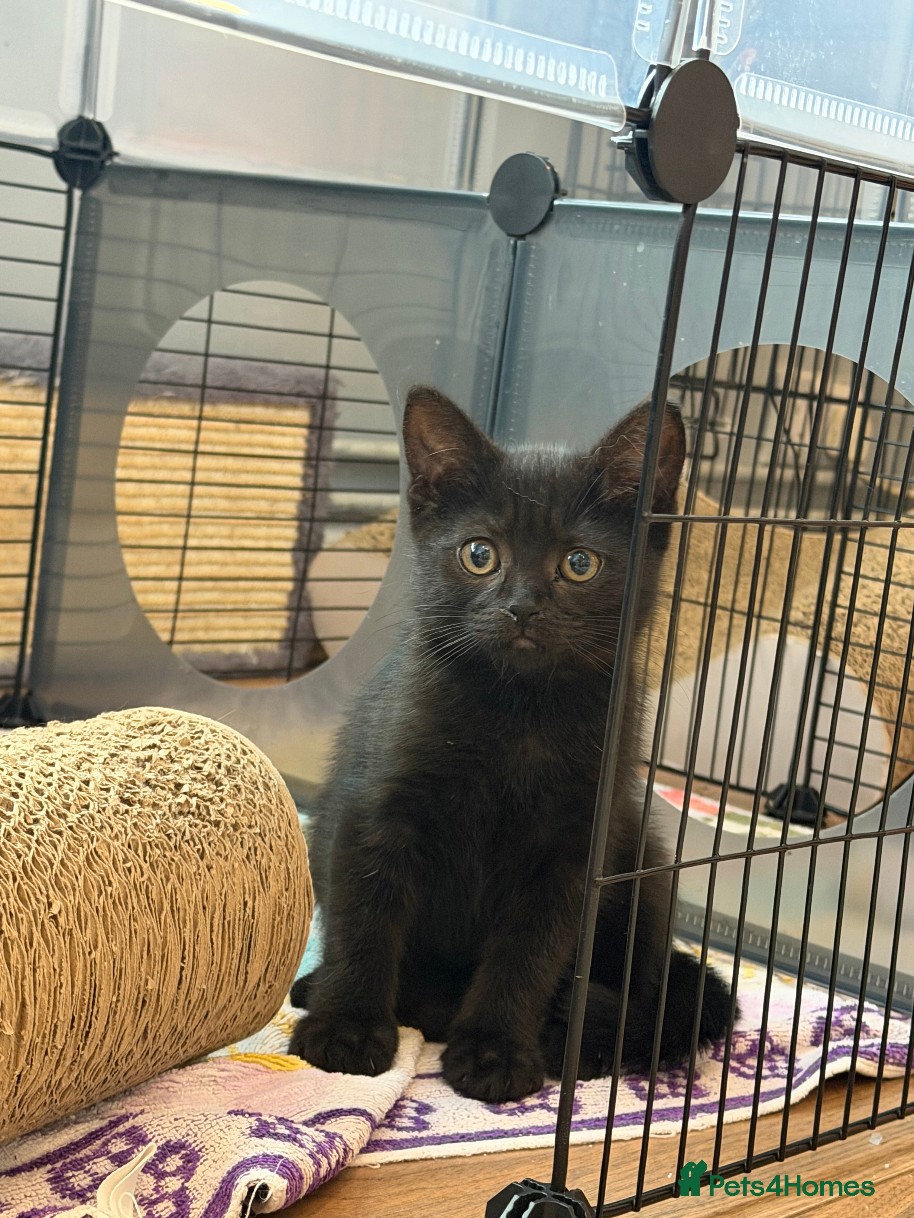 British Shorthair cats Pedigree British Shorthair Kittens – Ready May - Advert 2