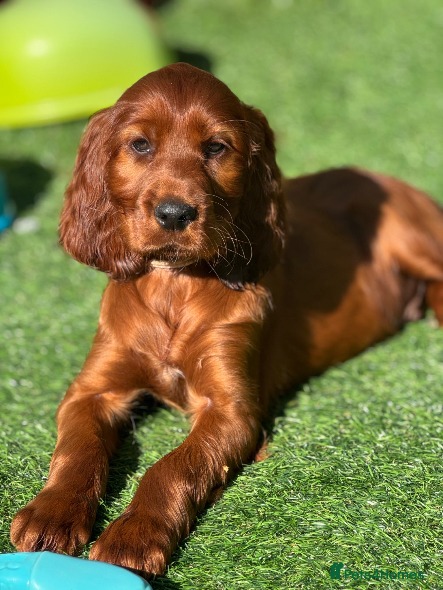 Irish Setter dogs Stunning KC Male Pup - Advert 1