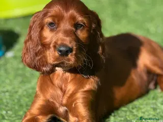 Irish Setter dogs Stunning KC Male Pup - Advert 1