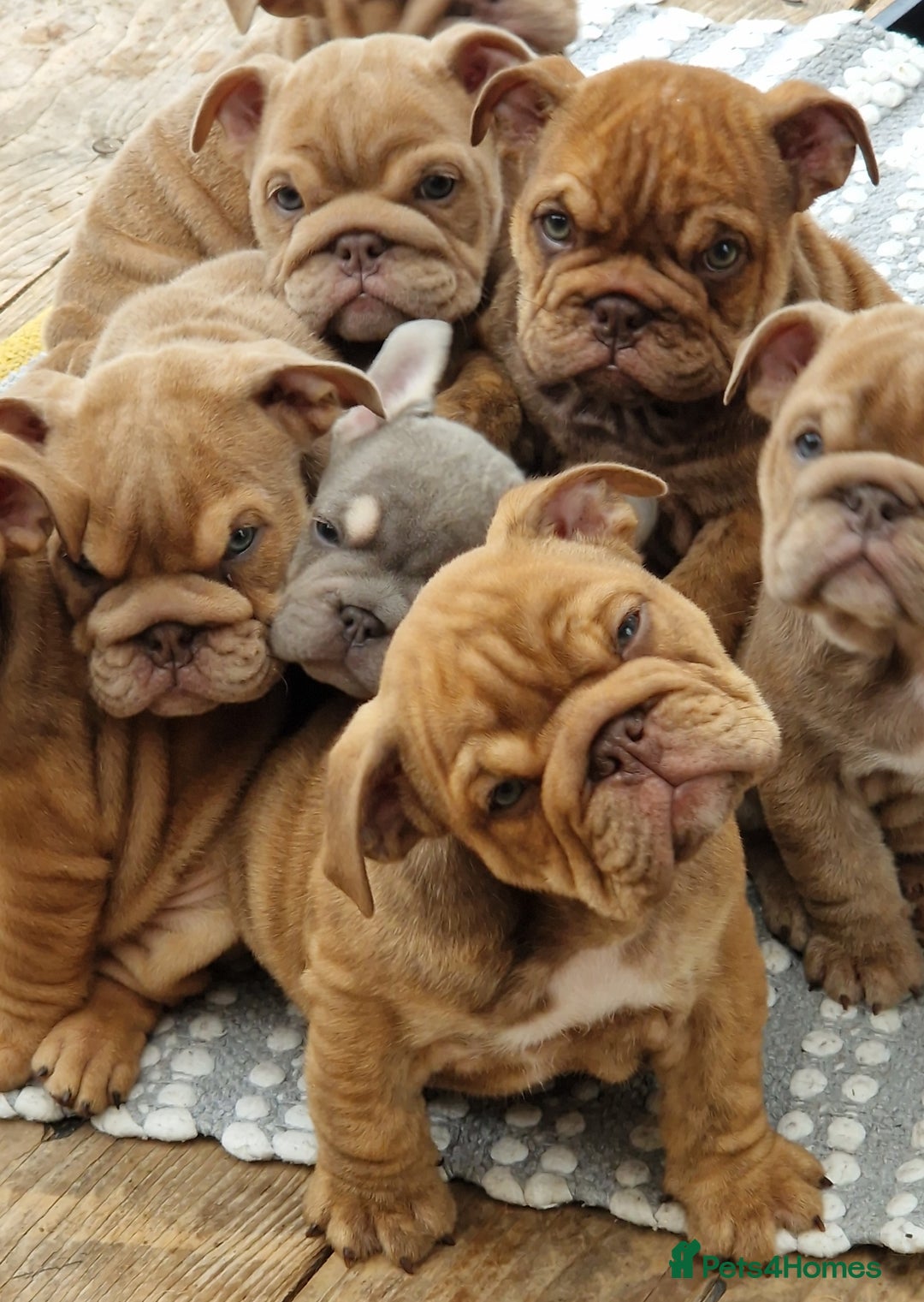 English Bulldog dogs for sale: ADORABLE ENGLISH BULLDOG PUPPYS  - Image 6