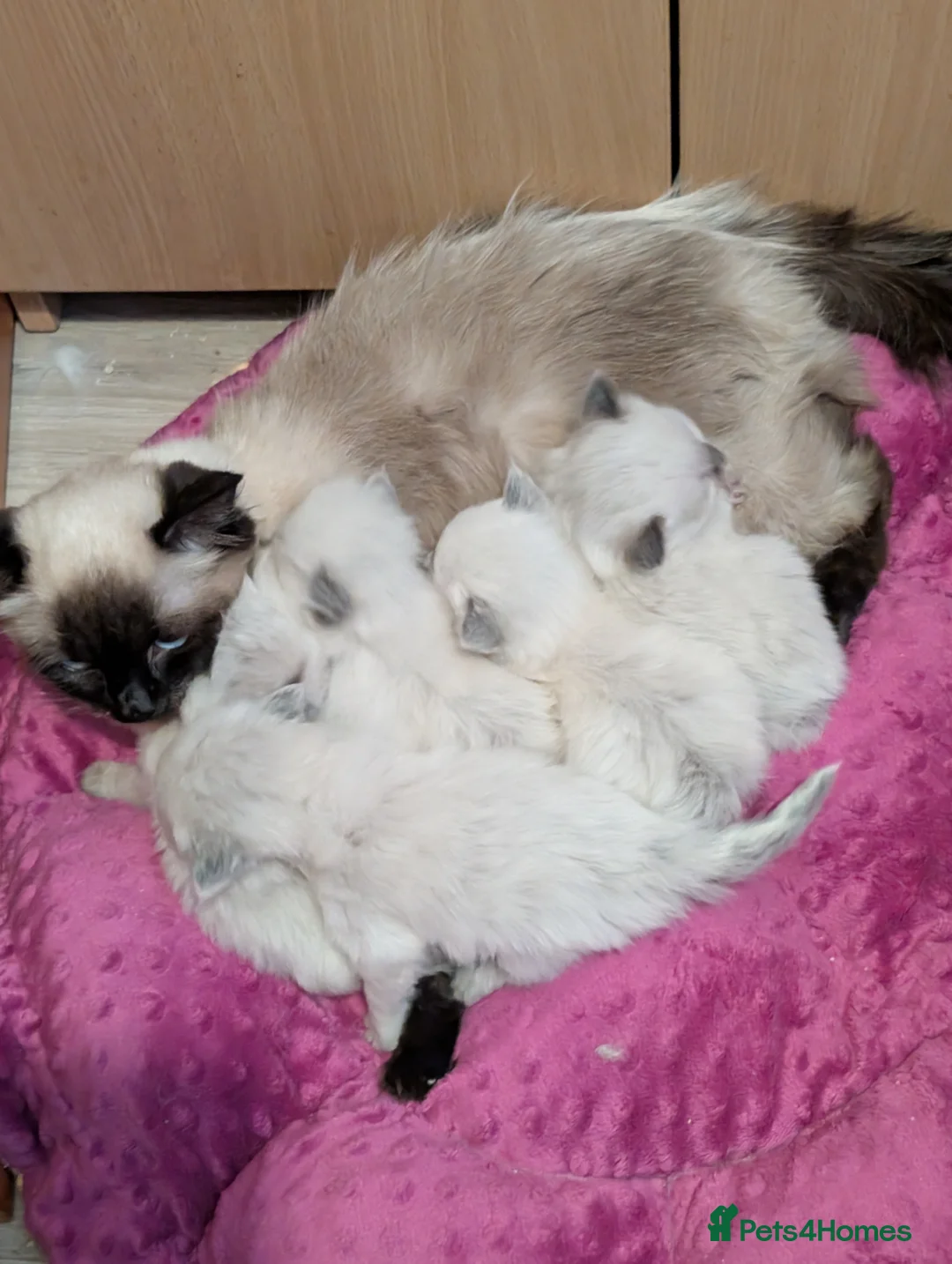 Ragdoll cats for sale: Kitty Ragdoll  - Advert 12