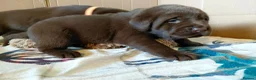 Labrador Retriever dogs for sale: Chocolate Labradors Puppies,Health Tested Parents  - Advert 18