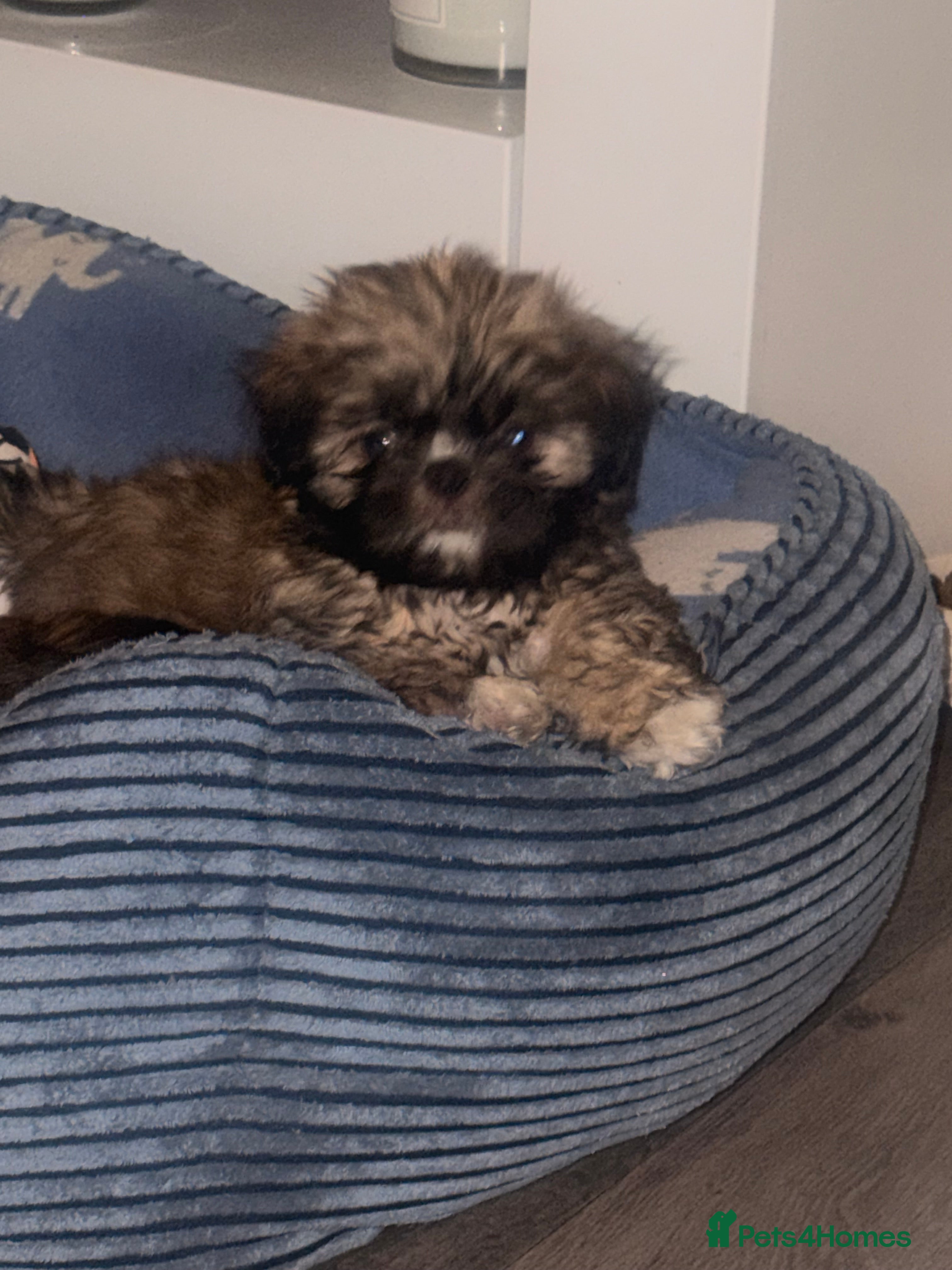 Shih Tzu dogs 🩷 QUALITY SHIH TZU PUPPIES, Ready 27th February🩷 - Advert 4