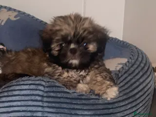 Shih Tzu dogs 🩷 QUALITY SHIH TZU PUPPIES, Ready 27th February🩷 - Advert 4