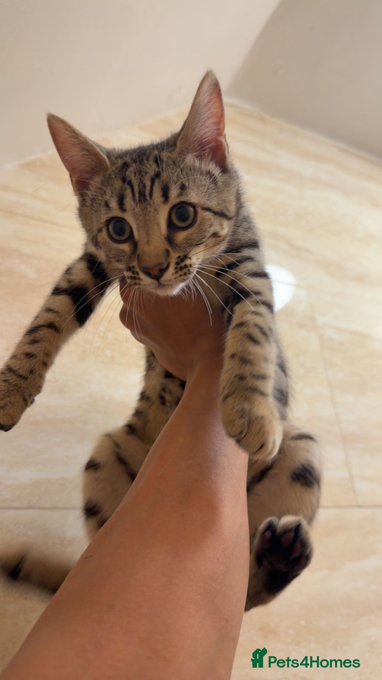 Mixed Breed cats for sale: BENGAL MIX KITTENS 4 SALE SOUTH LONDON - Advert 24