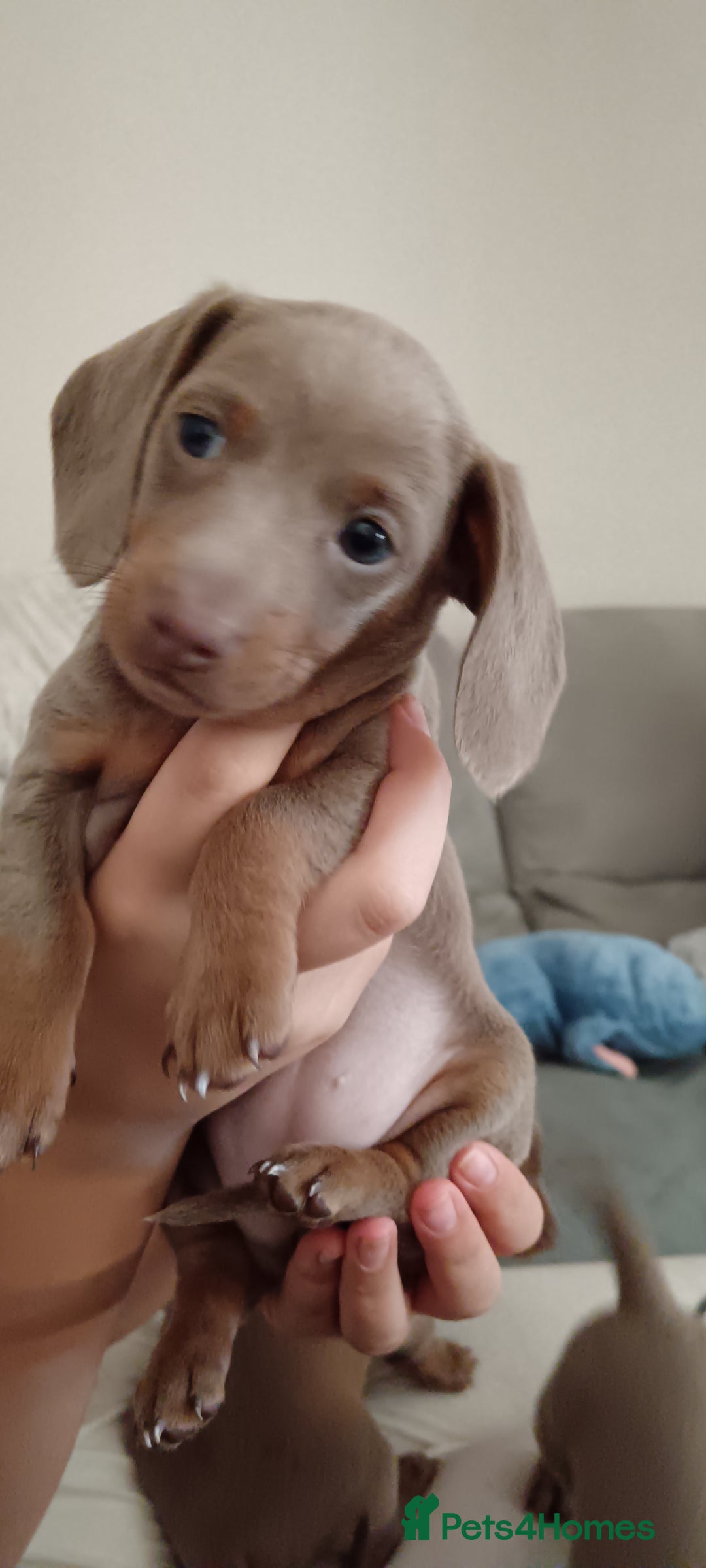Miniature Dachshund dogs for sale: Stunning Mini Dachshund*1 LH Boy & 1 SH Girl left* - Image 2