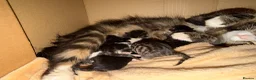 Siberian cats for sale: Gorgeous Siberian mixed kittens female male tabby - Advert 5