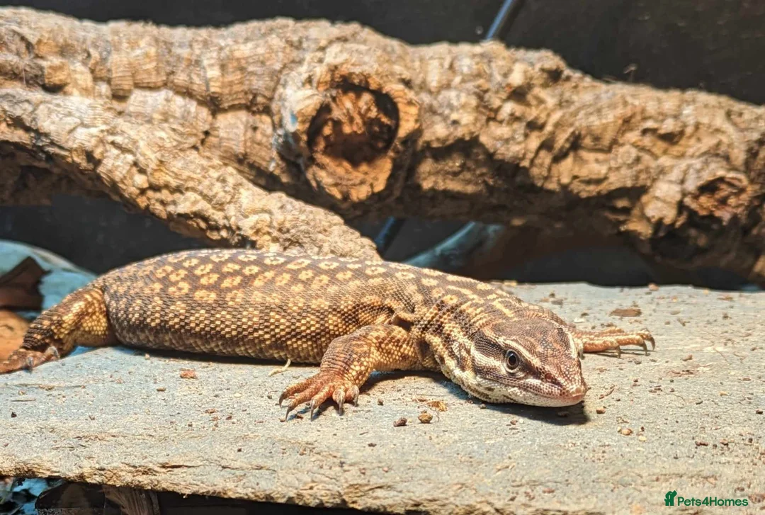 Monitor reptiles for sale: Ackie Monitor + 4ft viv and all equipment in Sheffield - Advert 3