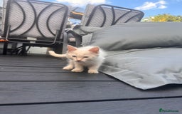 Ragdoll cats for sale: Ragdoll kitten  - Image 19