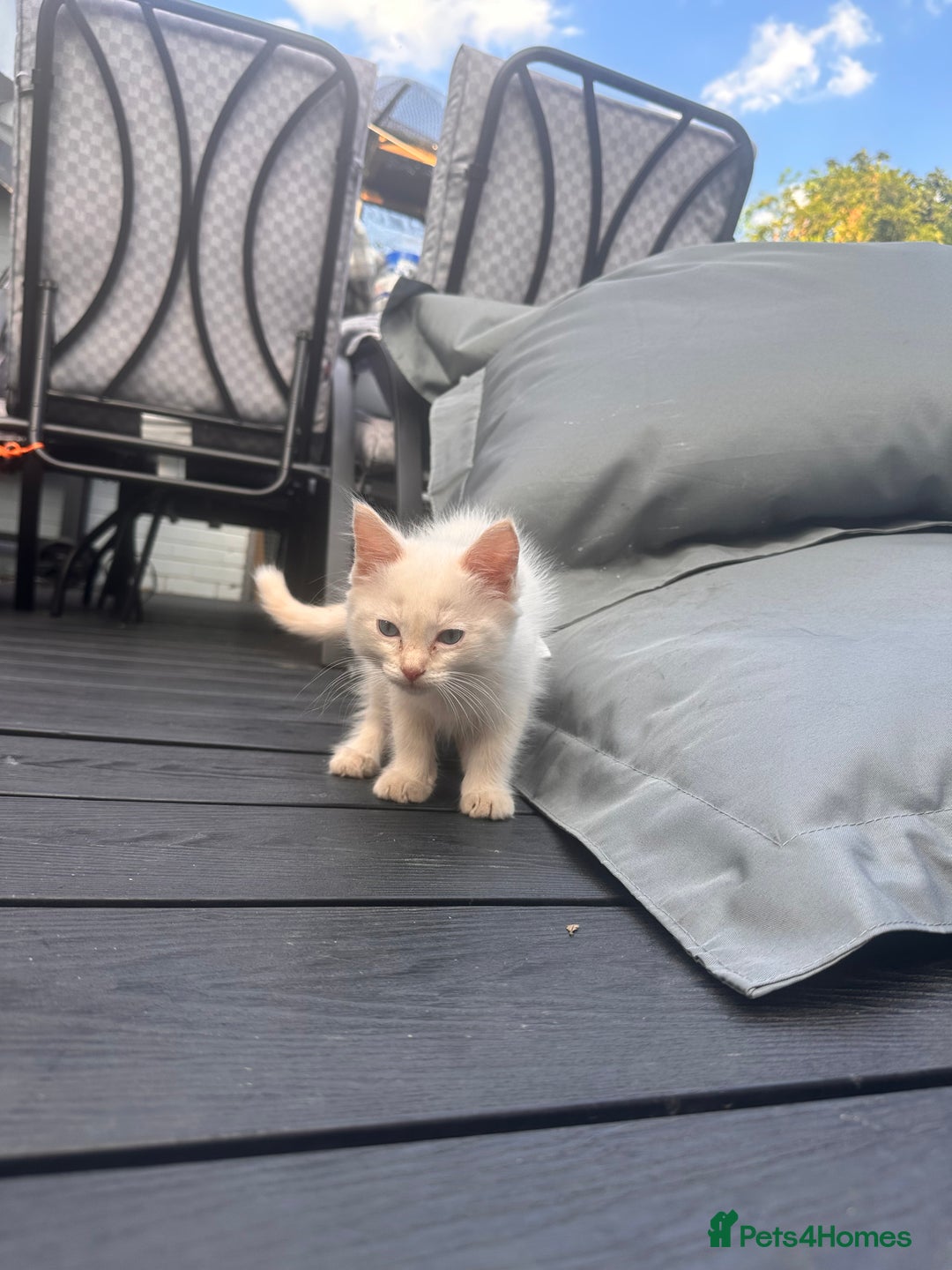 Ragdoll cats for sale: Ragdoll kitten  - Image 19