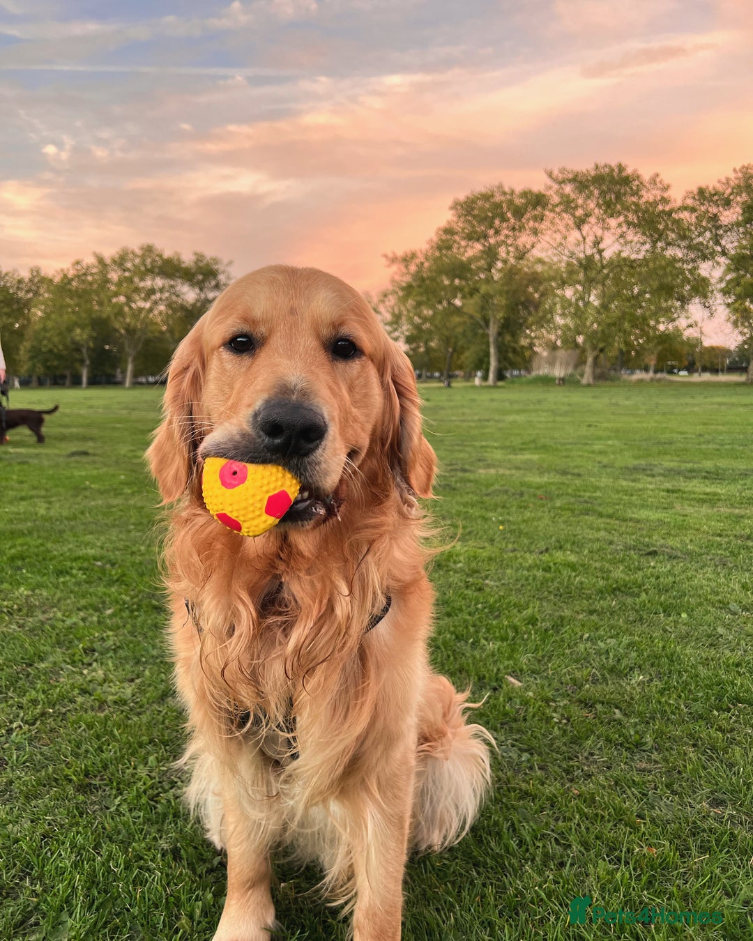 Golden Retriever dogs for stud: Kobe - KC Registered Golden Retriever Stud  - Advert 1