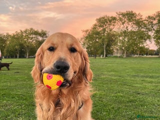 Golden Retriever dogs Kobe - KC Registered Golden Retriever Stud - Advert 1