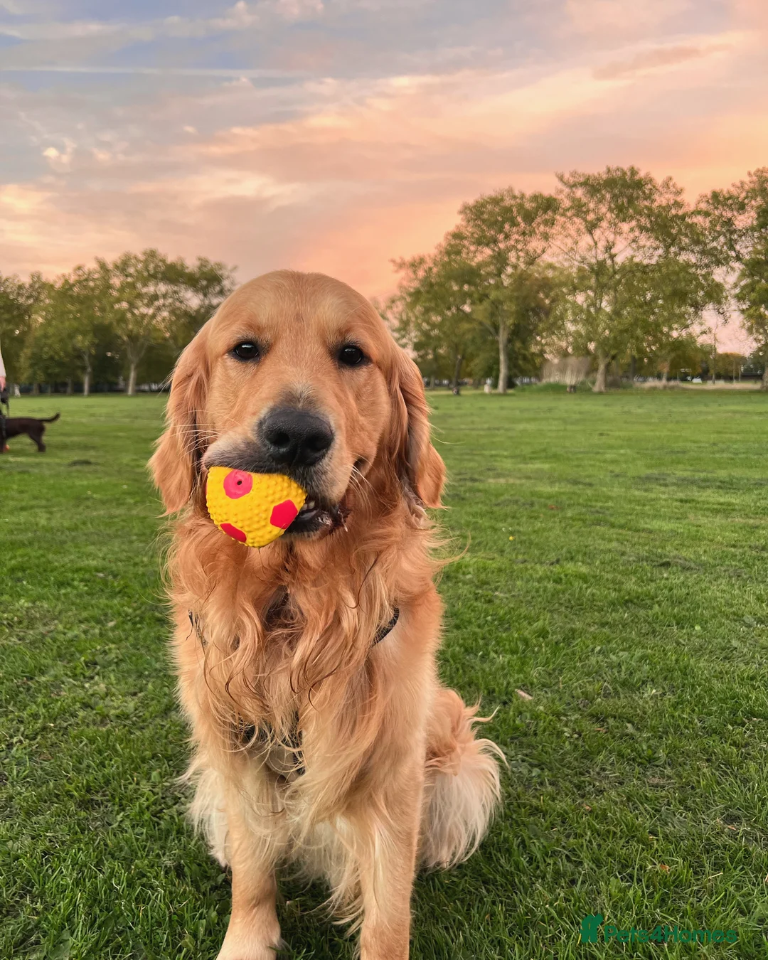 Golden Retriever dogs for stud: Kobe - KC Registered Golden Retriever Stud  - Advert 1