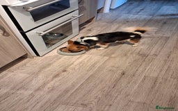 Mixed Breed dogs for sale: Male pup  - Image 4