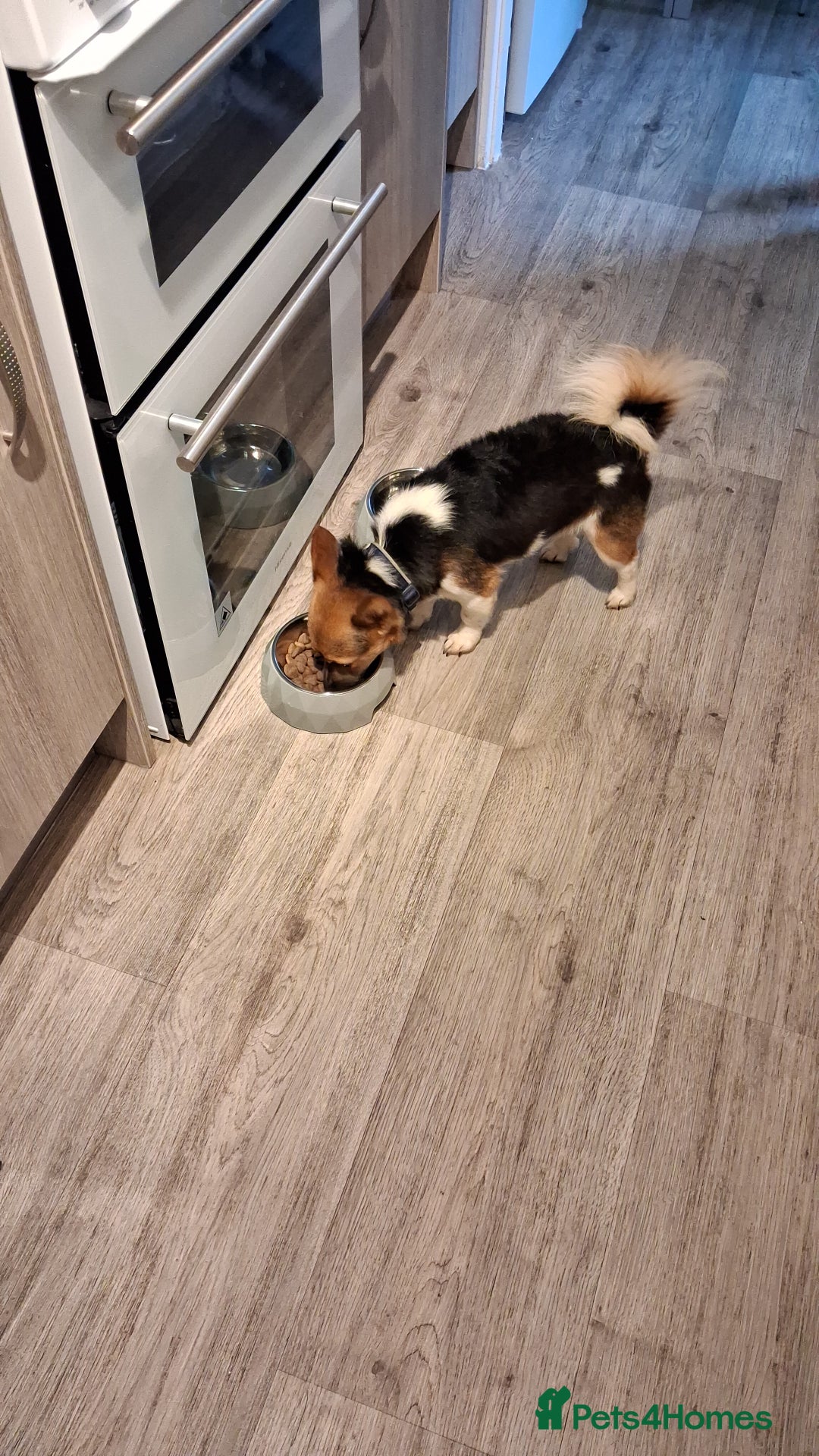 Mixed Breed dogs for sale: Male pup  - Image 4